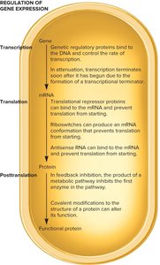 Diagram of regulation at transcription, translation, and posttranslation levels