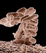 E. coli bacteria, model organism for gene regulation studies