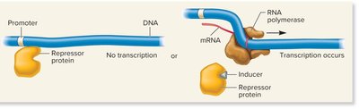 Negative control: repressor binding prevents transcription; positive control: activator binding enables transcription