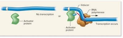 Inducer binding to activator enables transcription