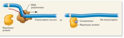 Corepressor binding to repressor prevents transcription