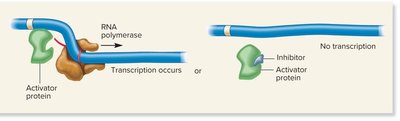 Inhibitor binding to activator prevents transcription