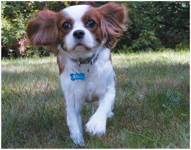 Dog breeding example