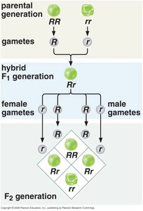 Punnett square for monohybrid cross