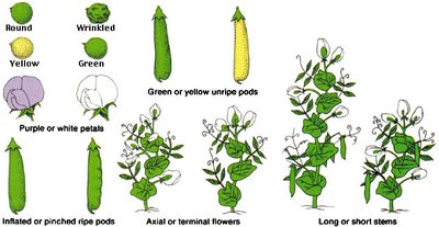 Illustration of Mendel's seven pea plant traits
