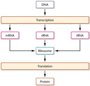 Central dogma diagram