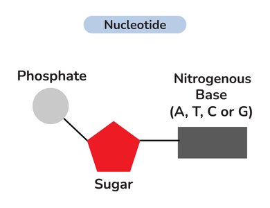 Nucleotide structure diagram