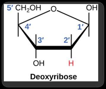 Deoxyribose sugar numbering diagram