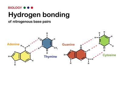 Hydrogen bonding of nitrogenous base pairs