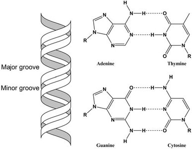 Major and minor grooves of DNA double helix
