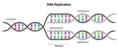 DNA replication fork diagram
