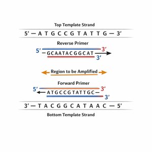 PCR primer and DNA sequence diagram