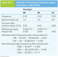 Table: Model of directional selection against a recessive lethal allele
