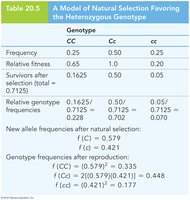 Table: Model of natural selection favoring heterozygotes