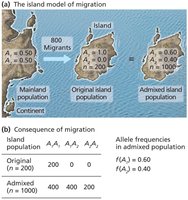 Island model of migration and its genetic consequences