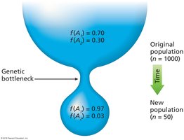 Diagram of genetic bottleneck and its effect on allele frequencies