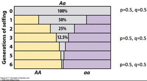 Generations of selfing and genotype frequencies