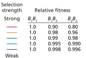 Graph showing fixation of favored allele under different selection strengths