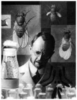 Thomas Hunt Morgan with fruit flies