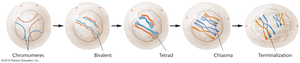 Stages of meiotic prophase I