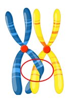 Chiasma between chromosomes