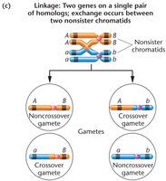 Crossing over between nonsister chromatids