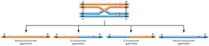 Single crossover gamete formation