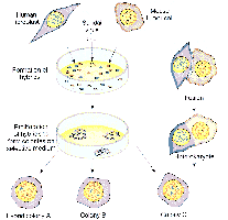 Somatic cell hybridization diagram