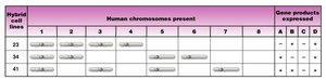Synteny testing table