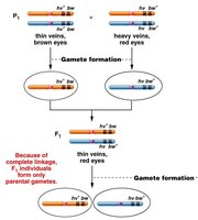 Complete linkage gamete formation