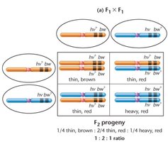Linkage ratio in F2 progeny