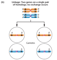 Complete linkage diagram