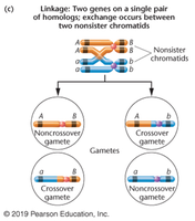 Crossing over diagram