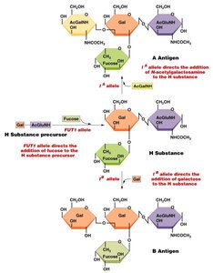 Biochemistry of ABO blood group antigens