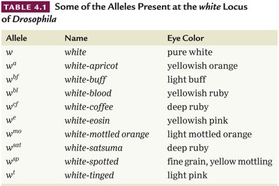 Table of alleles at the white locus in Drosophila