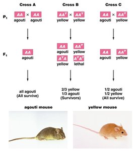 Mouse coat color and lethality example