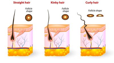Diagram of hair follicle shapes and hair types