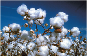 Cotton plant (Gossypium) as an example of amphidiploid