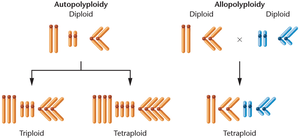 Diagram of autopolyploidy and allopolyploidy formation