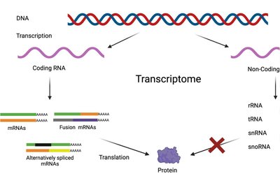 Transcriptome: coding and non-coding RNA