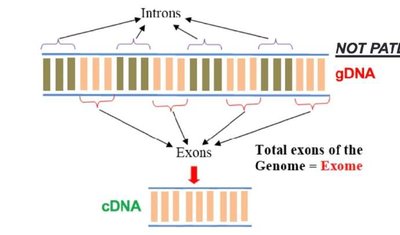 gDNA vs cDNA