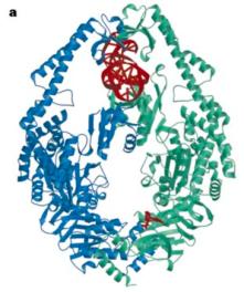 Mismatch repair restores original sequence