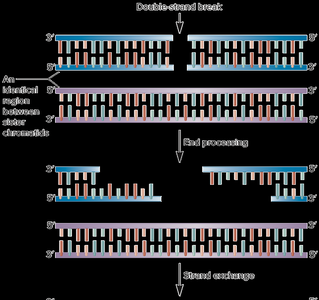 Homologous recombination repair pathway