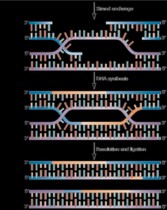 Strand invasion and Holliday junction formation