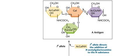 ABO blood type antigens