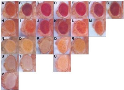 Drosophila eye color phenotypes