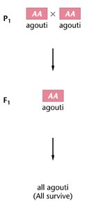 Agouti and yellow mice cross outcomes