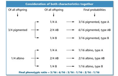 Dihybrid cross probability table