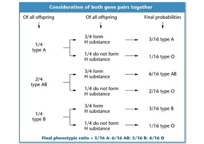 Epistasis and Bombay phenotype