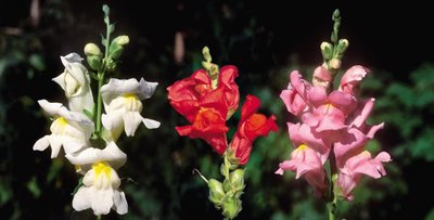 Snapdragon flowers showing incomplete dominance